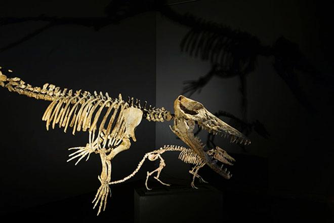 Skeleton of Ambulocetus and Pakicetus in background - Australian National Maritime Museum © Jude Timms